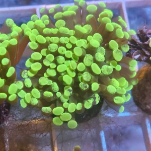 GREEN SPLATTER HAMMER