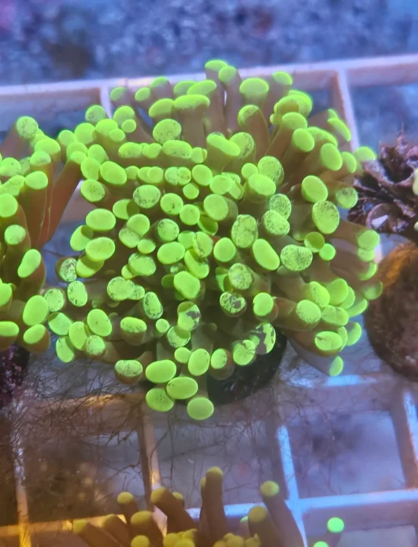 GREEN SPLATTER HAMMER