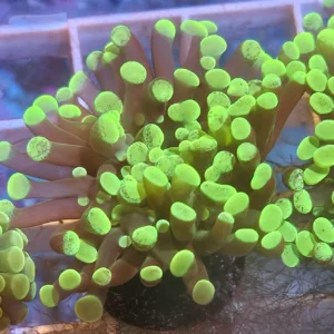 GREEN SPLATTER HAMMER