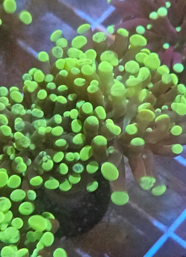 GREEN SPLATTER HAMMER