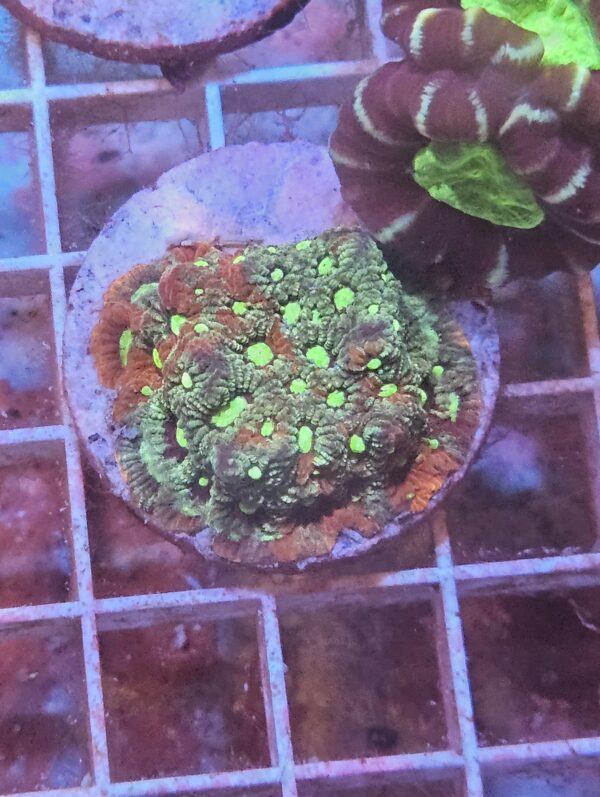 WAR CORAL 2 COLOR
