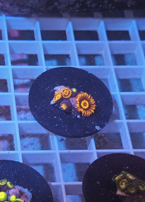 ORANGE OXIDE ZOANTHIDS