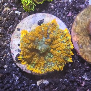 ORANGE RHODACTIS MUSHROOM