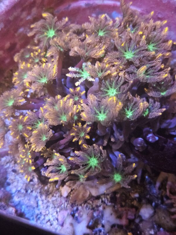 JASON FOX FIREWORKS CLOVE POLYPS