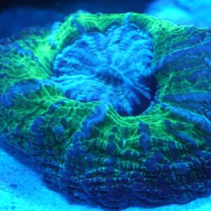 Cynarina Coral WYSIWYG 4"