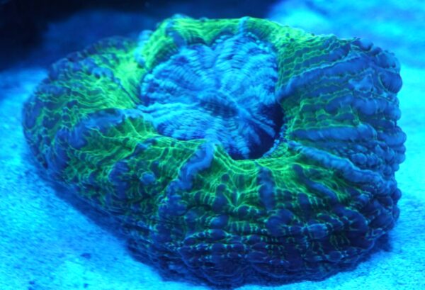 Cynarina Coral WYSIWYG 4"