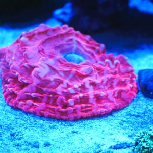 Cynarina Coral 4 1/2" Lava Red WYSIWYG
