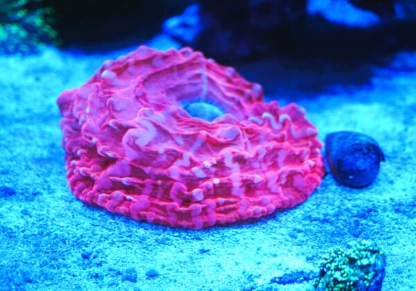 Cynarina Coral 4 1/2" Lava Red WYSIWYG