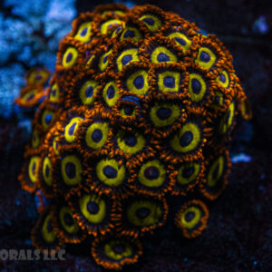 Fruit Loops Zoanthid