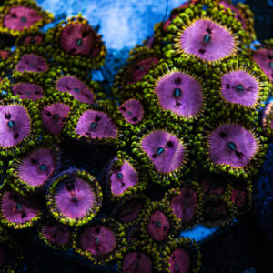 Pink Diamond Zoanthid