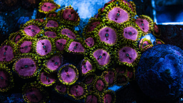 Pink Diamond Zoanthid