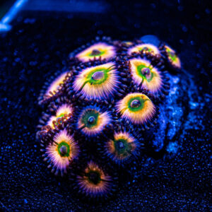 Rainbow Infusion Zoa