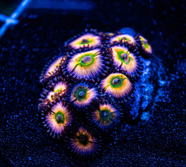 Rainbow Infusion Zoa
