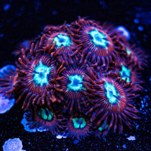 Pornstar Zoanthids