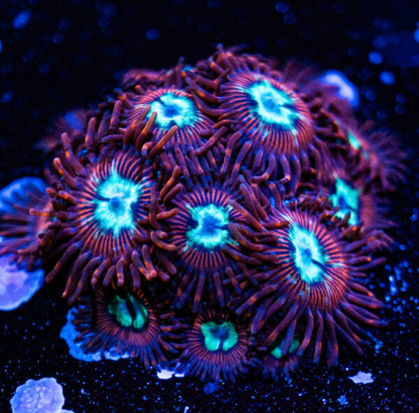 Pornstar Zoanthids