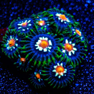 Daisy Cutter Zoanthid