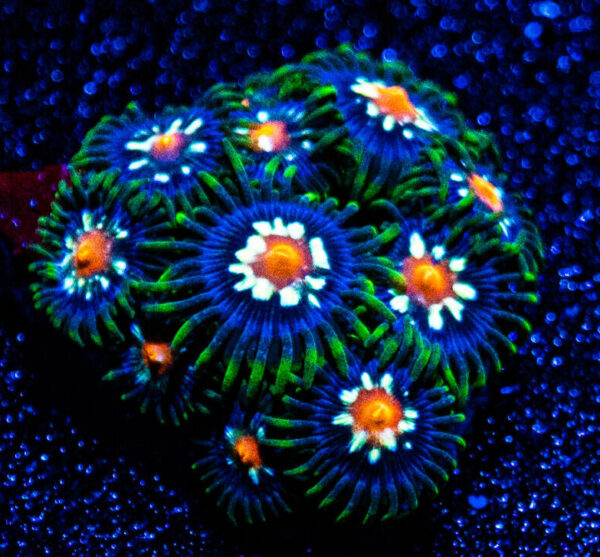 Daisy Cutter Zoanthid