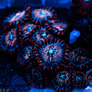 White Zombie Zoanthids