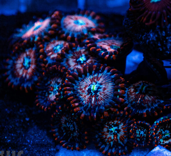 White Zombie Zoanthids