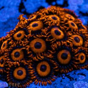 Oxides Zoanthid