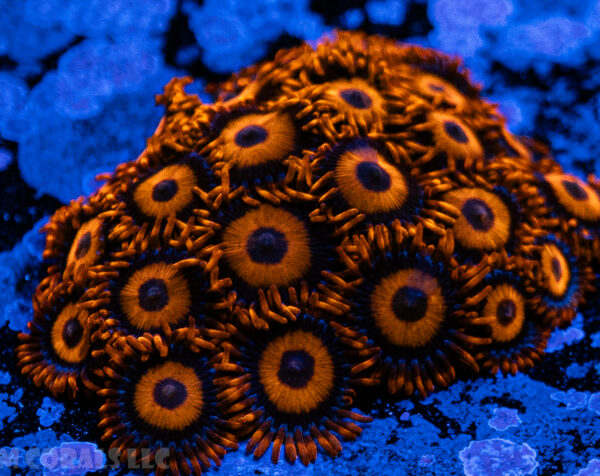 Oxides Zoanthid