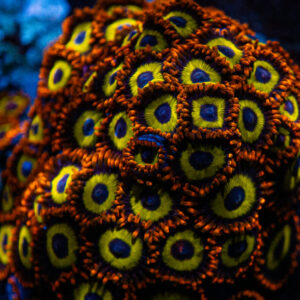 Fruit Loops Zoanthid