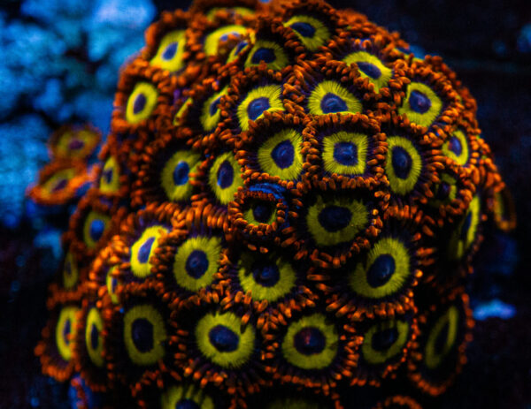 Fruit Loops Zoanthid