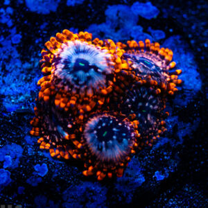 Utter Chaos Zoanthid