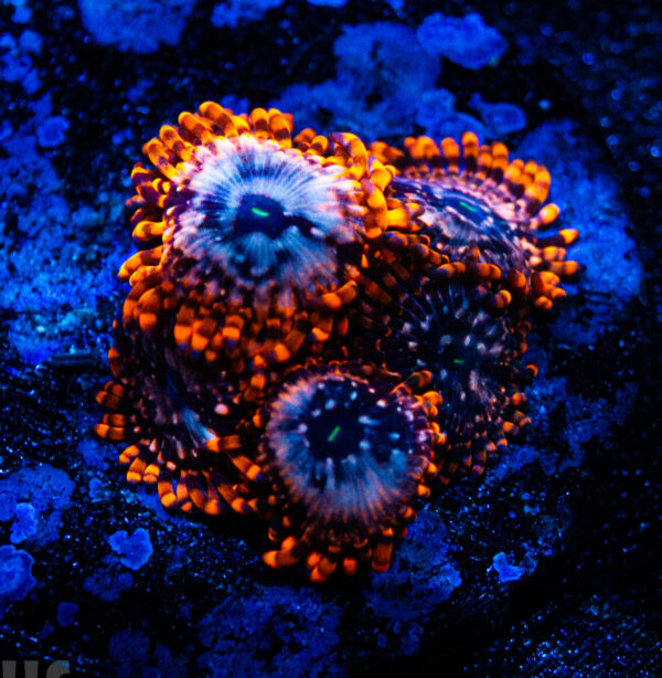 Utter Chaos Zoanthid