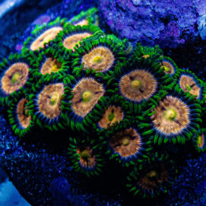 Laser Lemon Zoanthid