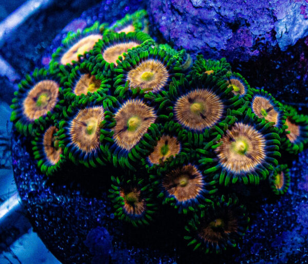 Laser Lemon Zoanthid